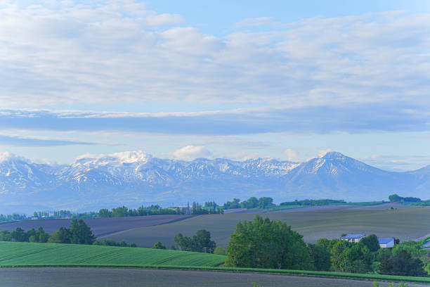 istock Hill of Biei 1691379564
