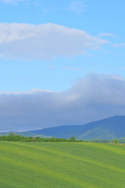 istock Hill of Biei 1691380674