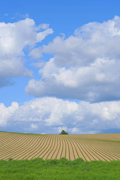 istock Hill of Biei 1691381277
