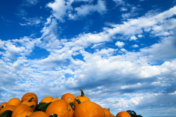 Orange pumpkins sales on farmer's market stall.Munich - Germany.