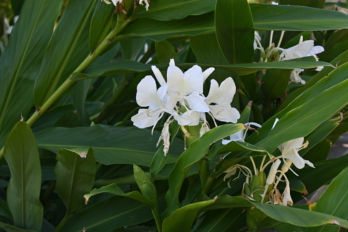 White ginger lily flowers. Zingiberaceae perennial plants native to tropical Asia. Flowering season is from August to October. It is the national flower of Cuba.