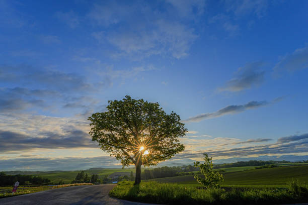 istock Hill of Biei 1691397594
