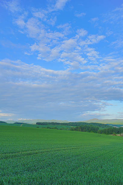 istock Hill of Biei 1691398182