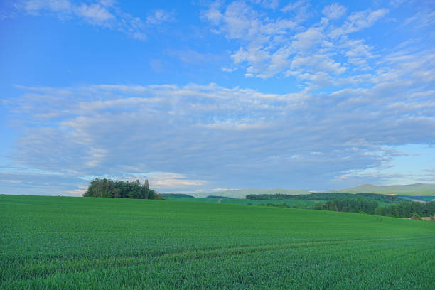istock Hill of Biei 1691398185