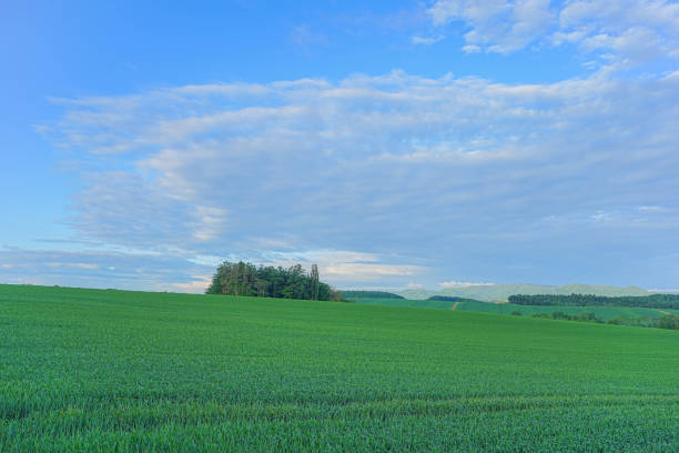 istock Hill of Biei 1691398192