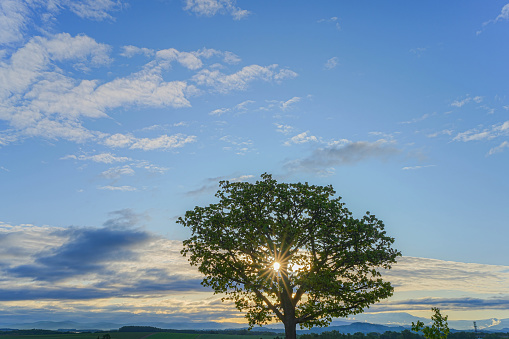 Hill of Biei in Hokkaido