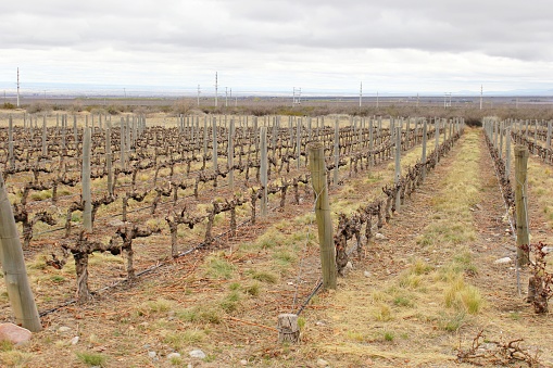 Mendoza, Argentina, agriculture in a rural area. Vines lined up in rows, coming out of the winter cold, in dormancy, leafless