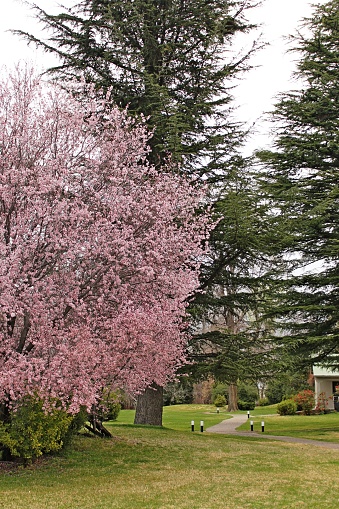Cherry tree in full blooming. Tall trees and cultivated lawn in garden. Mendoza region rural area, Argentina.