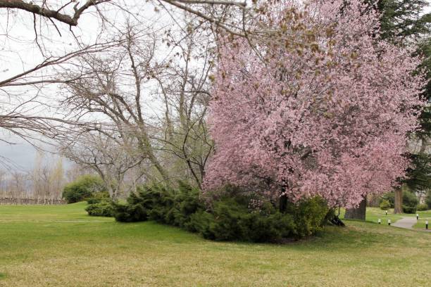 istock Park with pink flowers of flourished cherry tree 1691405362