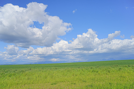 Hill of Biei in Hokkaido