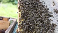 istock Collected bee pollen is placed in combs by many bees 4k movie 1691408419