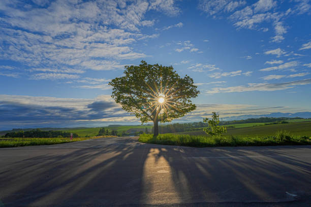 Hill of Biei in Hokkaido