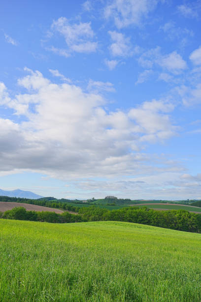 istock Hill of Biei 1691408694