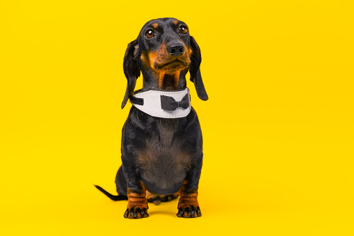 Elegant dachshund dog in collar, bow tie sits on its paw obediently looks Award ceremony party dress code, stylish look, fashion accessories Diligent excellent student, elegant clothes for performance