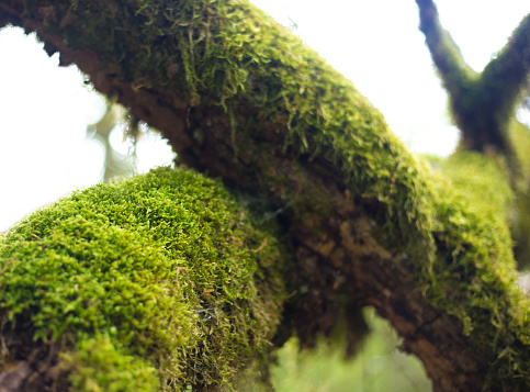 Details of wild forest, pine moss covered with green moss, close-up image