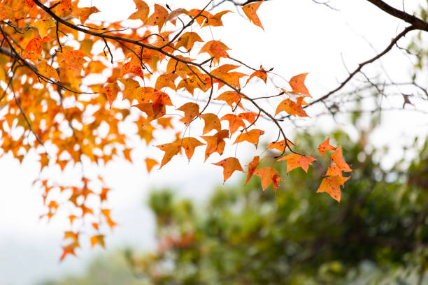 autumn leaves in the wind, green trees in the back, Vibrant autumn colors on winding rural road, Autumn forest maple leaves fall on ground, background wallpaper