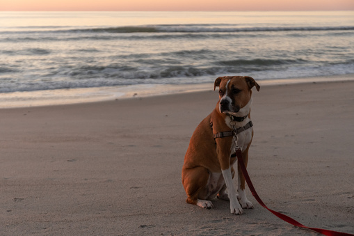 A very good dog sitting on The beach at sunrise