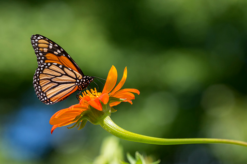 Close-up of monarch butterfly on bright orange flower in summer.