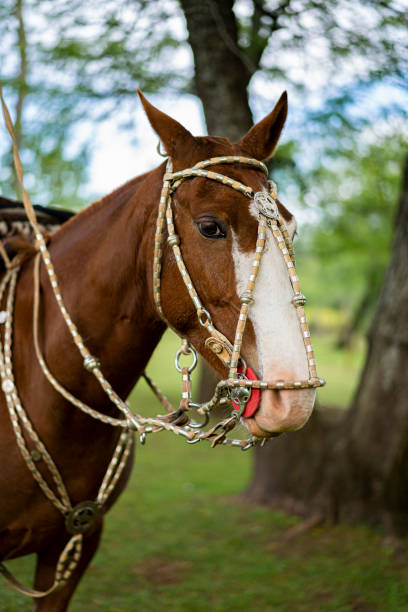 istock A beautiful horse portrait 1691487190
