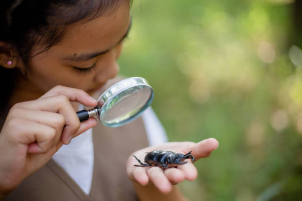 istock A little Asian girl using a magnifier to study a stag beetle in a park. 1691490596