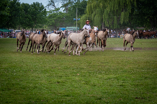 San Antonio de Areco, Buenos Aires Province, Argentina - November 10, 2019: Gaucho doing a horse herd exhibition