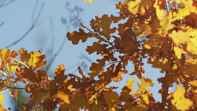Orange yellow autumn oak tree leaves  moving in slow wind, clear blue sky background