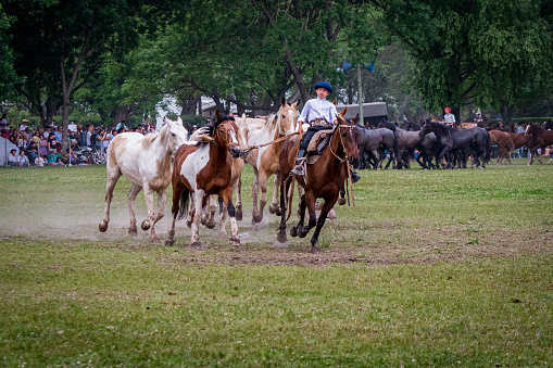 San Antonio de Areco, Buenos Aires Province, Argentina - November 10, 2019: Gaucho doing a horse herd exhibition