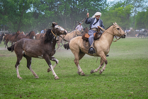 San Antonio de Areco, Buenos Aires Province, Argentina - November 10, 2019: Gaucho doing a horse herd exhibition