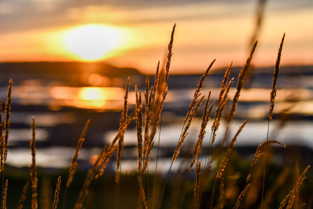 Close-up of grass during a sunset in Rimouski, Quebec, Canada