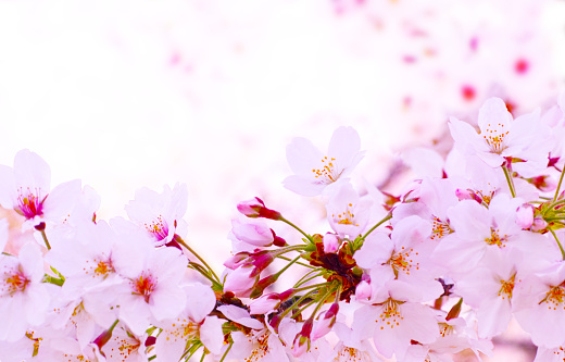 Image of budding cherry blossoms and blooming cherry blossoms