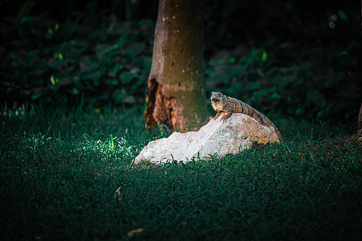 A green iguana lies gracefully in a lush setting, showcasing nature's perfect camouflage.