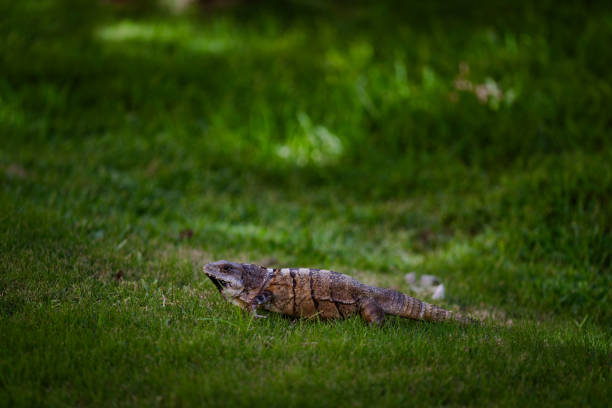A green iguana lies gracefully in a lush setting, showcasing nature's perfect camouflage.