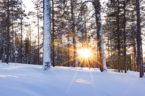 Beautiful winter sunset with the sun shining through the forest in Lapland, Finland
