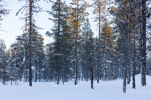 Beautiful winter woodland in Finland covered in snow - travel destinations concepts