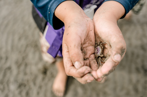 Faceless photograph showing hand holding small crab on sandy beach. in United States, Virginia, Chincoteague