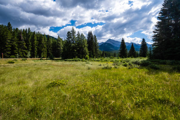 Meadow in Banff National Park in Alberta, Canada. in Canada, Alberta, Banff