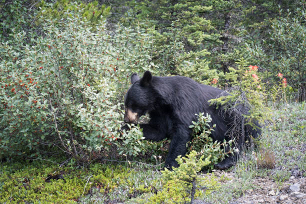istock Black bear eating berries in Banff National Park in Alberta, Canada. 1691541597