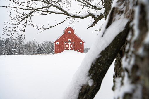 A big red barn in snow covered field in Burke, Vermont, United States