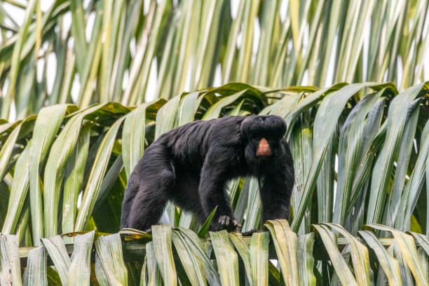 istock Beautiful view to White-nosed Saki monkey (Chiropotes albinasus) 1691545063