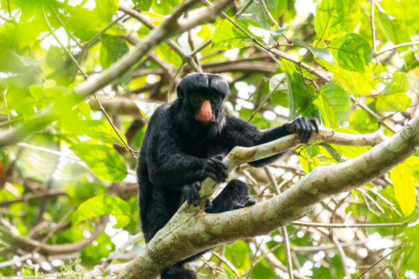 istock Beautiful view to White-nosed Saki monkey (Chiropotes albinasus) 1691545071