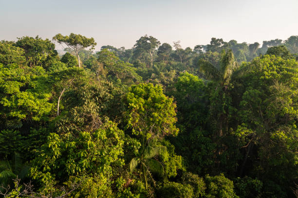 istock Beautiful view to dense green amazon rainforest near Nova Bandeirantes 1691546064