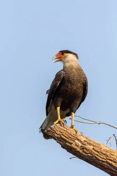 View to Crested Caracara (Caracara plancus) on tree branch in Poconé, State of Mato Grosso, Brazil