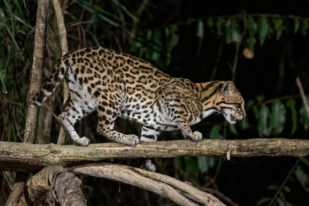 istock Ocelot (Leopardus pardalis) on tree branch at night in the Pantanal 1691546766