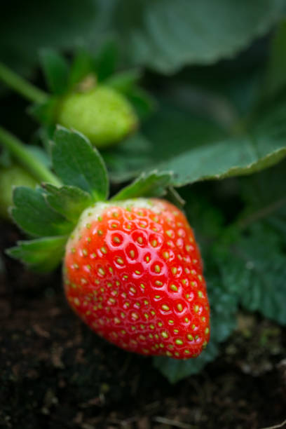 istock Red Strawberry on Strawberry plant 1691547287