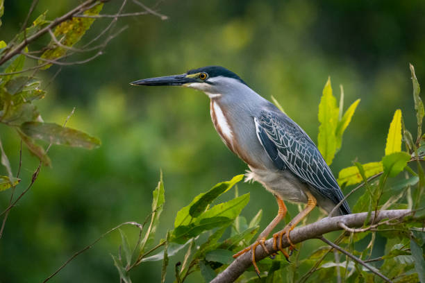istock Beautiful view to Striated Heron (Butorides striata) on green tree 1691547864