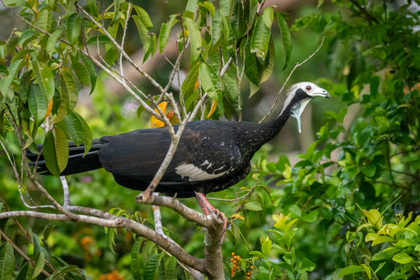 istock Beautiful view to Black-fronted Piping-Guan (Aburria jacutinga) 1691548409