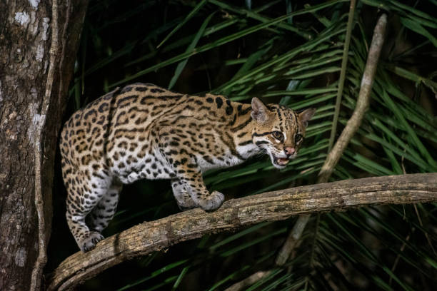 istock Ocelot (Leopardus pardalis) on tree branch at night in the Pantanal 1691548411