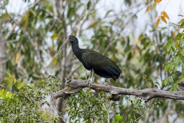 istock Beautiful view to Green Ibis (Mesembrinibis cayennensis) on tree 1691548931
