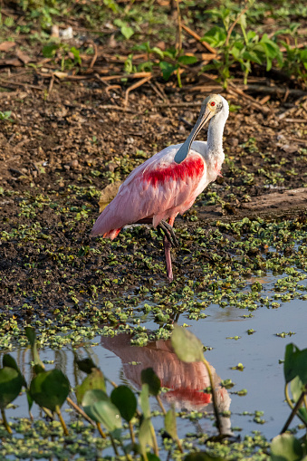 Roseate Spoonbill (Platalea ajaja) on small muddy lake in the Pantanal in Poconé, State of Mato Grosso, Brazil