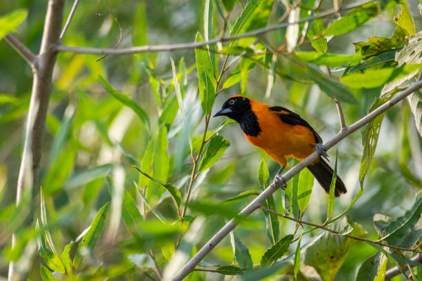 istock Beautiful view to Orange-backed Troupial (Icterus croconotus) 1691550039